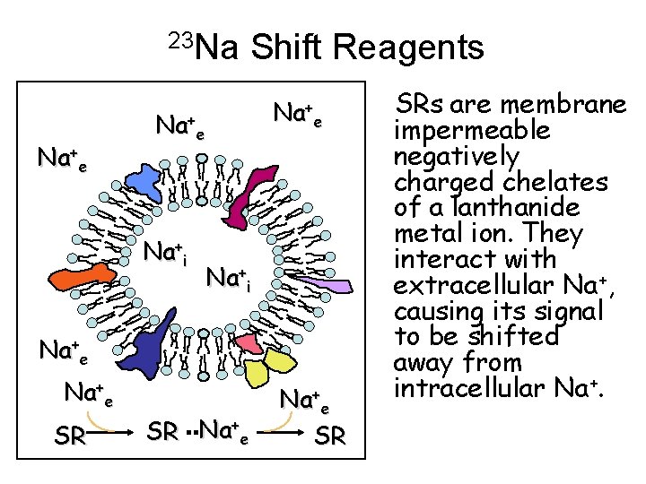 23 Na Na+e Shift Reagents Na+e Na+i Na+e SR SRs are membrane impermeable negatively