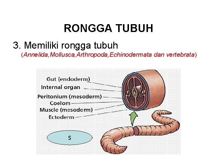 RONGGA TUBUH 3. Memiliki rongga tubuh (Annelida, Mollusca, Arthropoda, Echinodermata dan vertebrata) S 