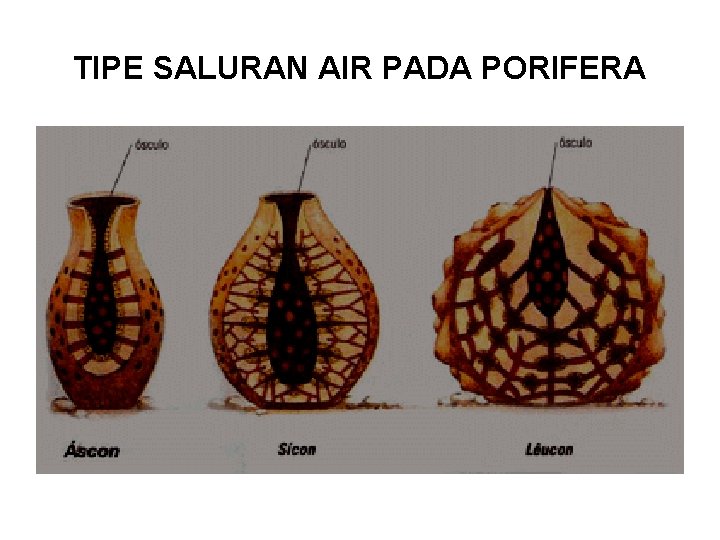 TIPE SALURAN AIR PADA PORIFERA 