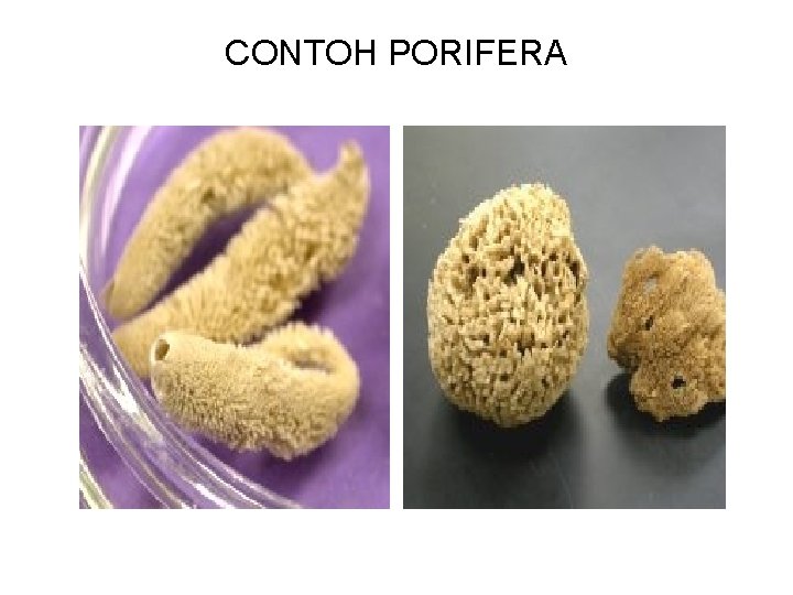 CONTOH PORIFERA 