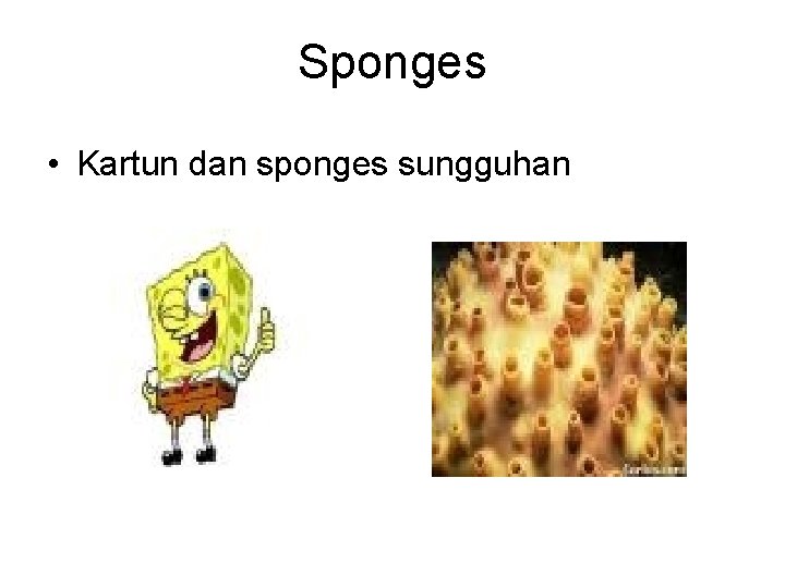 Sponges • Kartun dan sponges sungguhan 