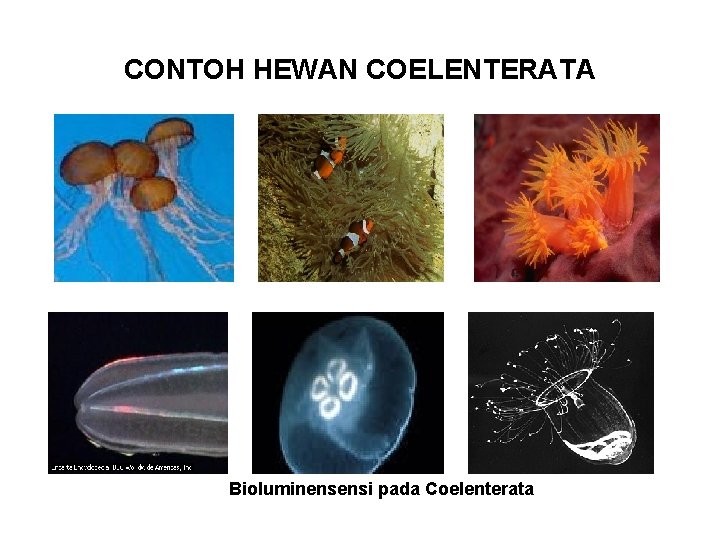 CONTOH HEWAN COELENTERATA Bioluminensensi pada Coelenterata 