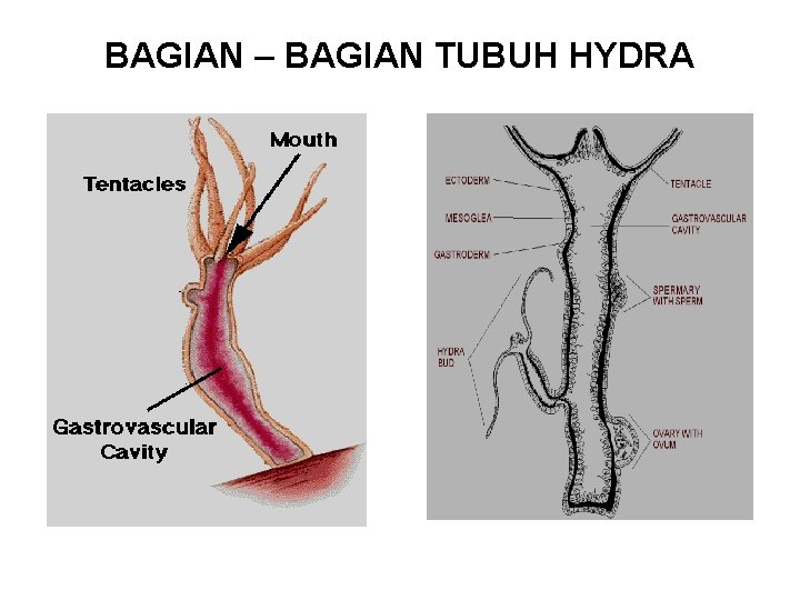 BAGIAN – BAGIAN TUBUH HYDRA 