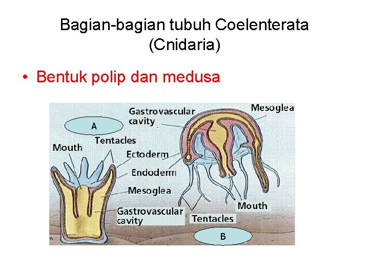 Bagian-bagian tubuh Coelenterata (Cnidaria) • Bentuk polip dan medusa A B 