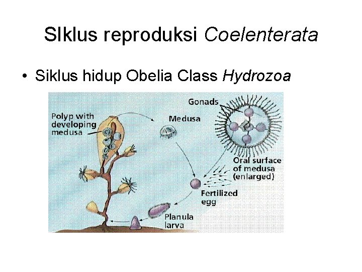 SIklus reproduksi Coelenterata • Siklus hidup Obelia Class Hydrozoa 