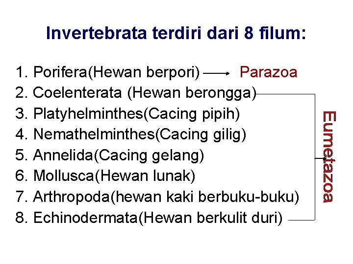 Invertebrata terdiri dari 8 filum: 1. Porifera(Hewan berpori) Parazoa 2. Coelenterata (Hewan berongga) 3.