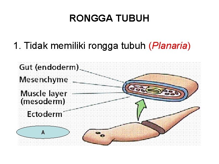 RONGGA TUBUH 1. Tidak memiliki rongga tubuh (Planaria) A 