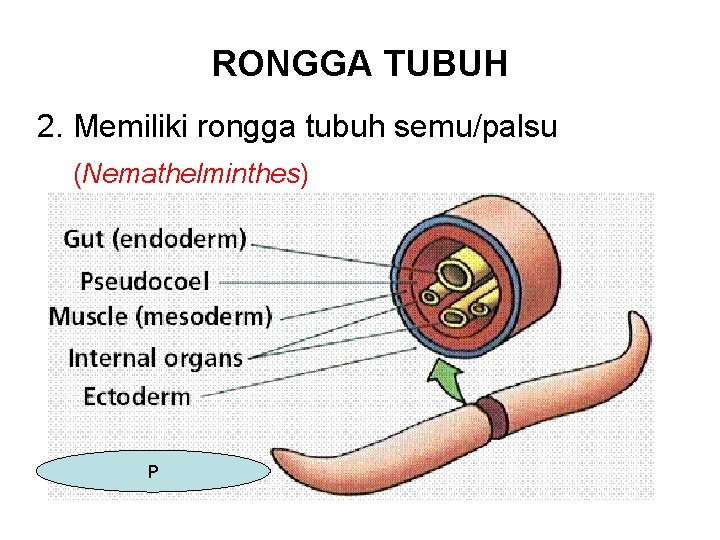 RONGGA TUBUH 2. Memiliki rongga tubuh semu/palsu (Nemathelminthes) P 