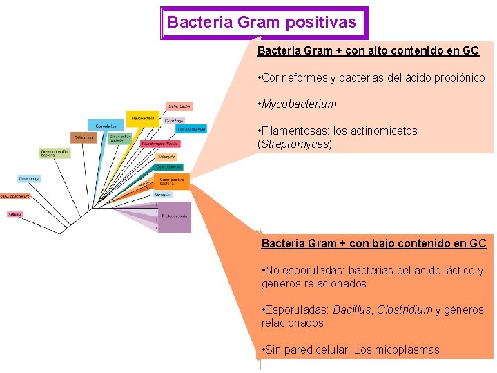 Bacteria Gram positivas Bacteria Gram + con alto contenido en GC • Corineformes y
