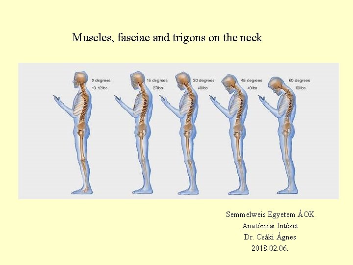 Muscles, fasciae and trigons on the neck Semmelweis Egyetem ÁOK Anatómiai Intézet Dr. Csáki