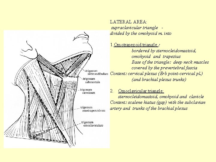 LATERAL AREA: supraclavicular triangle divided by the omohyoid m. into 1. Omotrapezoid triangle :