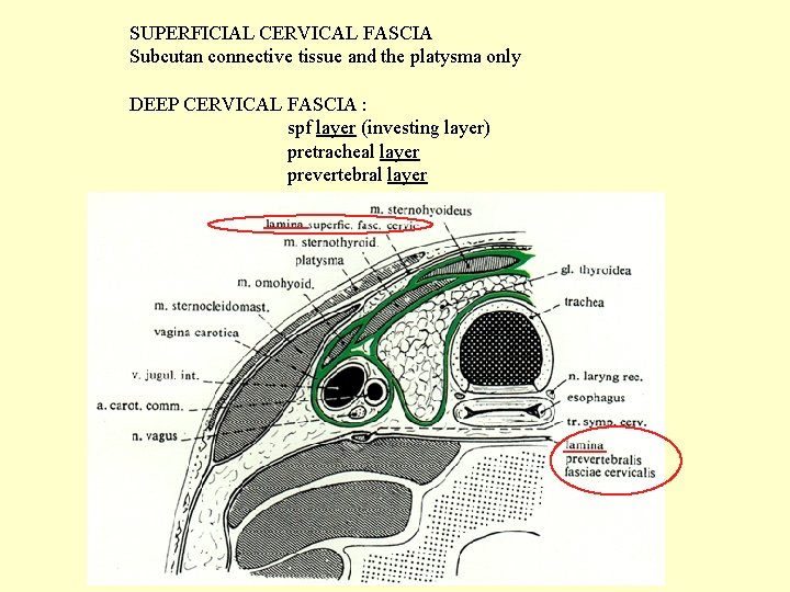 SUPERFICIAL CERVICAL FASCIA Subcutan connective tissue and the platysma only DEEP CERVICAL FASCIA :