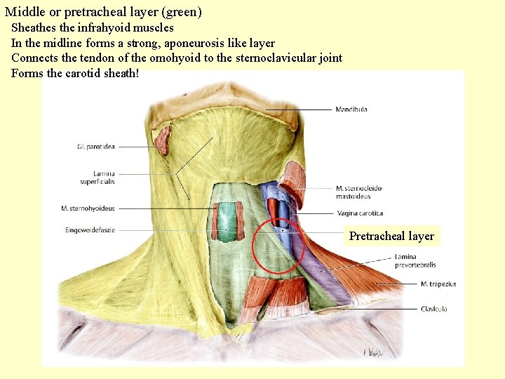 Middle or pretracheal layer (green) Sheathes the infrahyoid muscles In the midline forms a