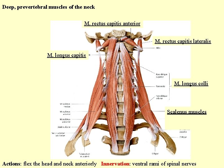 Deep, prevertebral muscles of the neck M. rectus capitis anterior M. rectus capitis lateralis