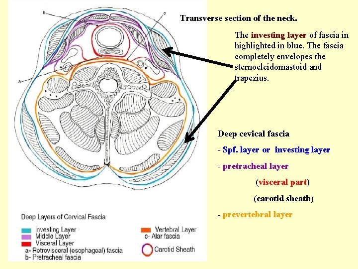 Transverse section of the neck. The investing layer of fascia in highlighted in blue.