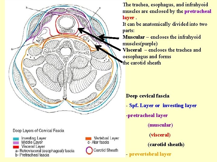 The trachea, esophagus, and infrahyoid muscles are enclosed by the pretracheal layer. It can