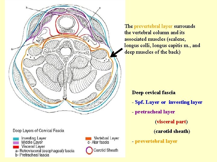 The prevertebral layer surrounds the vertebral column and its associated muscles (scalene, longus colli,