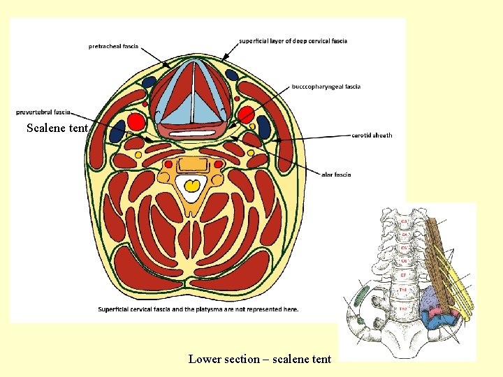 Scalene tent Lower section – scalene tent 