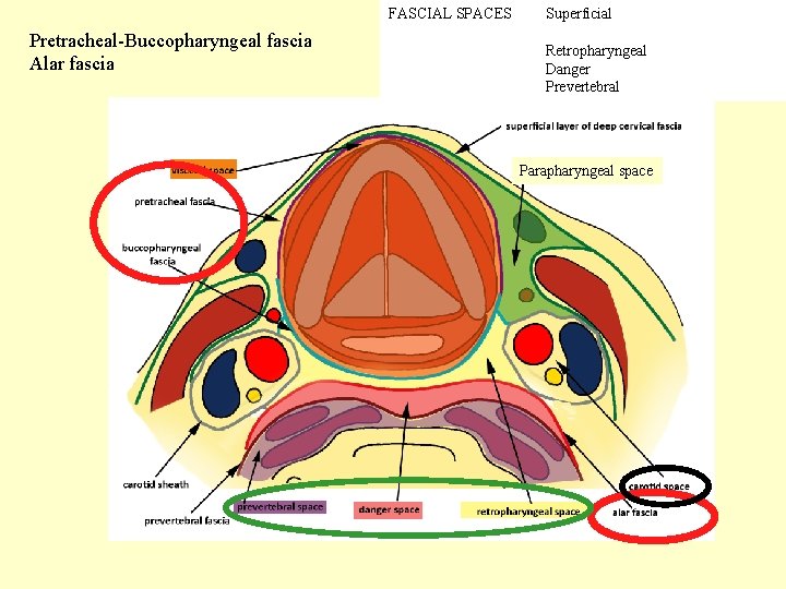 FASCIAL SPACES Pretracheal-Buccopharyngeal fascia Alar fascia Superficial Retropharyngeal Danger Prevertebral Parapharyngeal space 