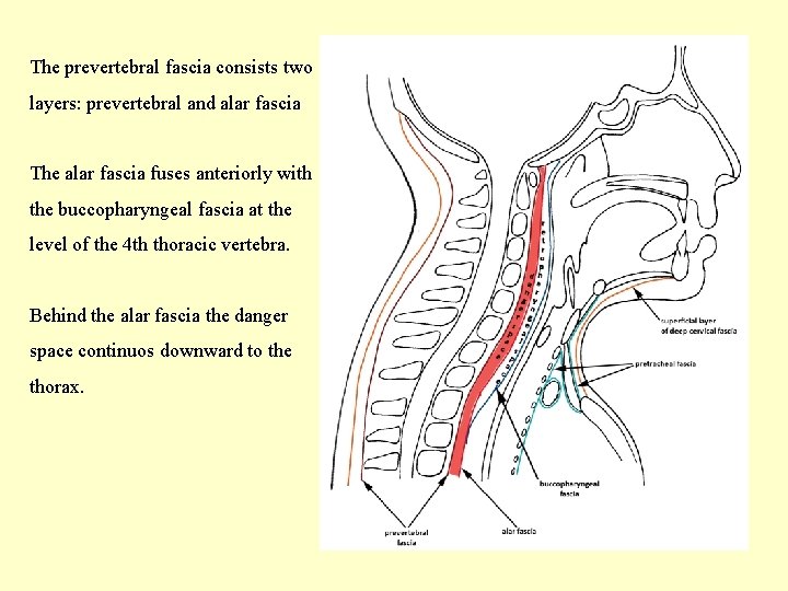 The prevertebral fascia consists two layers: prevertebral and alar fascia The alar fascia fuses