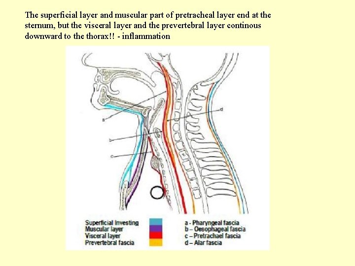 The superficial layer and muscular part of pretracheal layer end at the sternum, but