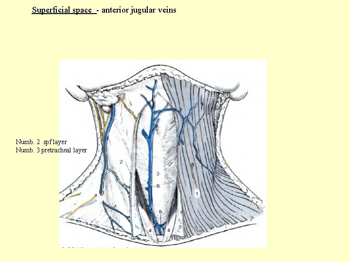 Superficial space - anterior jugular veins Numb. 2 spf layer Numb. 3 pretracheal layer
