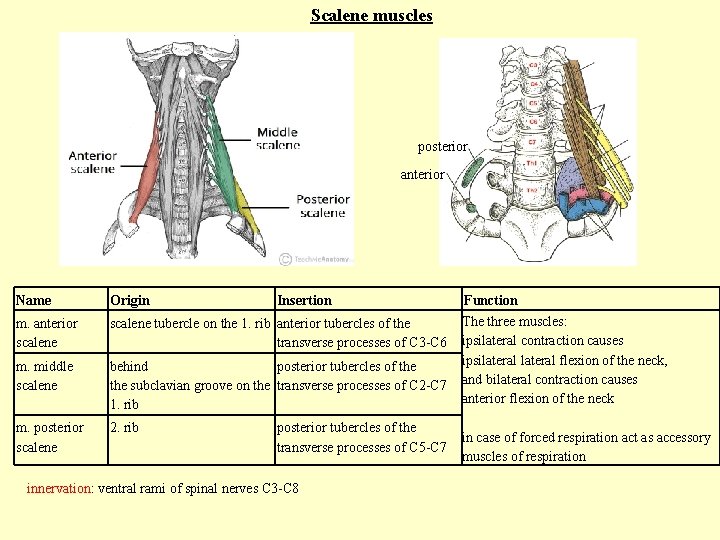Scalene muscles posterior anterior Name Origin Insertion m. anterior scalene tubercle on the 1.