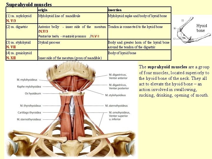 Suprahyoid muscles origin insertion (1) m. mylohyoid N. V/3 Mylohyoid line of mandibule Mylohyoid