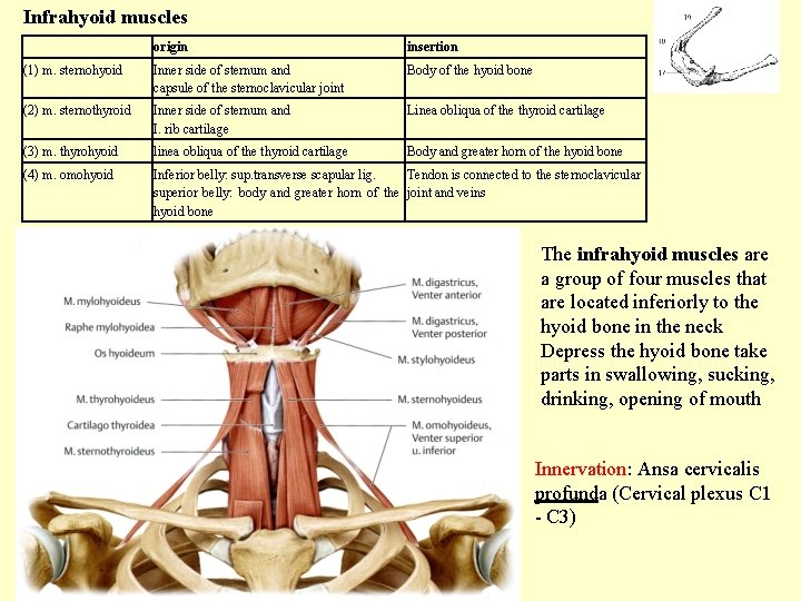 Infrahyoid muscles origin insertion (1) m. sternohyoid Inner side of sternum and capsule of