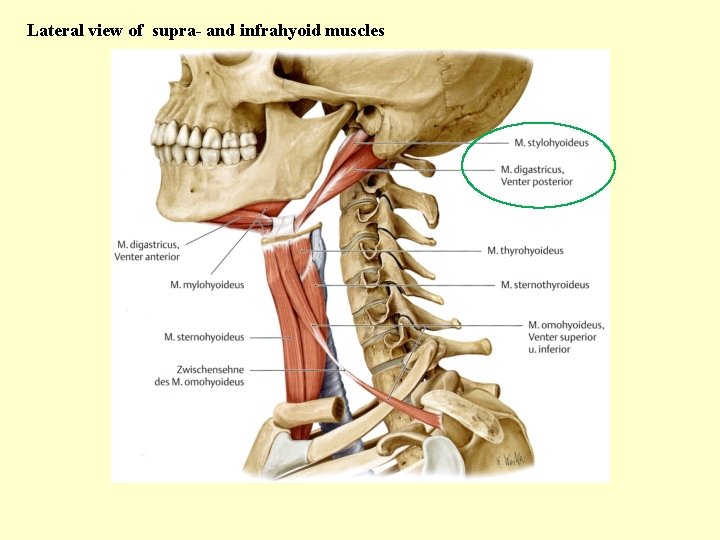 Lateral view of supra- and infrahyoid muscles 