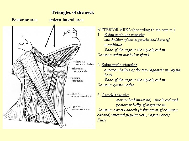 Triangles of the neck Posterior area antero-lateral area ANTERIOR AREA: (according to the scm