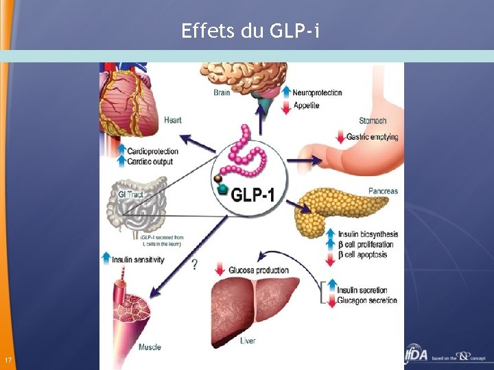 Effets du GLP-i 17 