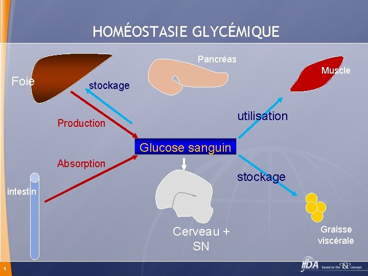 HOMÉOSTASIE GLYCÉMIQUE Pancréas Foie Muscle stockage utilisation Production Glucose sanguin Absorption stockage intestin Cerveau