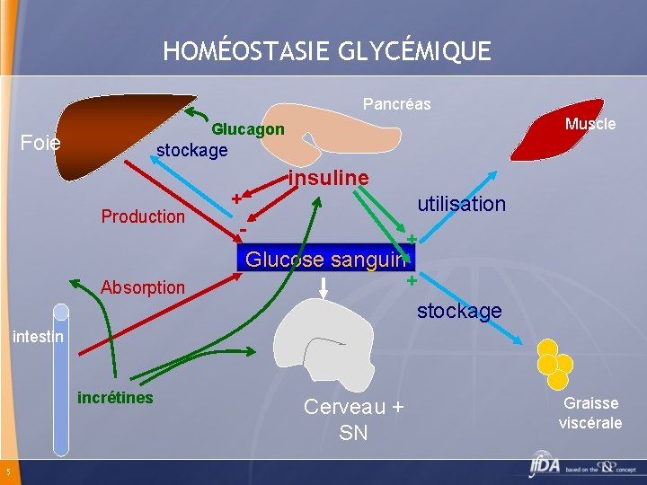 HOMÉOSTASIE GLYCÉMIQUE Pancréas Muscle Glucagon Foie stockage insuline Production Absorption + utilisation + Glucose