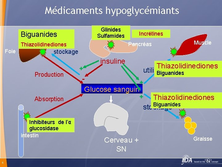 Médicaments hypoglycémiants Biguanides Glinides Sulfamides Pancréas Thiazolidinediones Foie Incrétines Muscle stockage insuline Production Absorption
