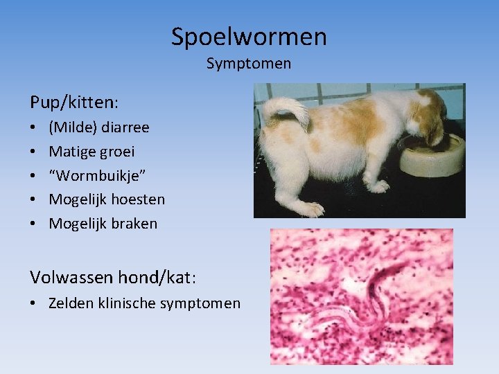 Spoelwormen Symptomen Pup/kitten: • • • (Milde) diarree Matige groei “Wormbuikje” Mogelijk hoesten Mogelijk