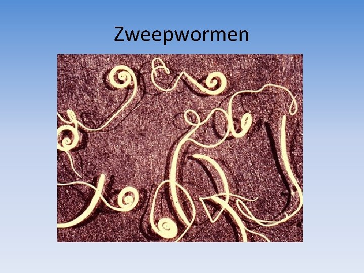 Zweepwormen 