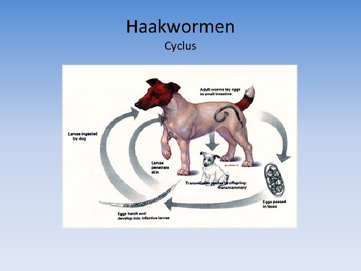 Haakwormen Cyclus 