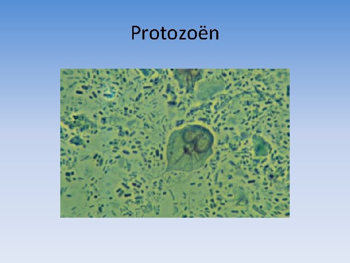 Protozoën 