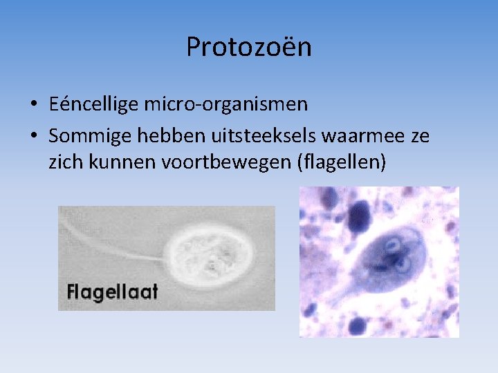 Protozoën • Eéncellige micro-organismen • Sommige hebben uitsteeksels waarmee ze zich kunnen voortbewegen (flagellen)