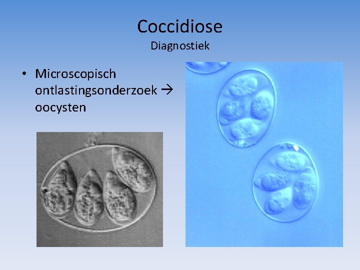 Coccidiose Diagnostiek • Microscopisch ontlastingsonderzoek oocysten 