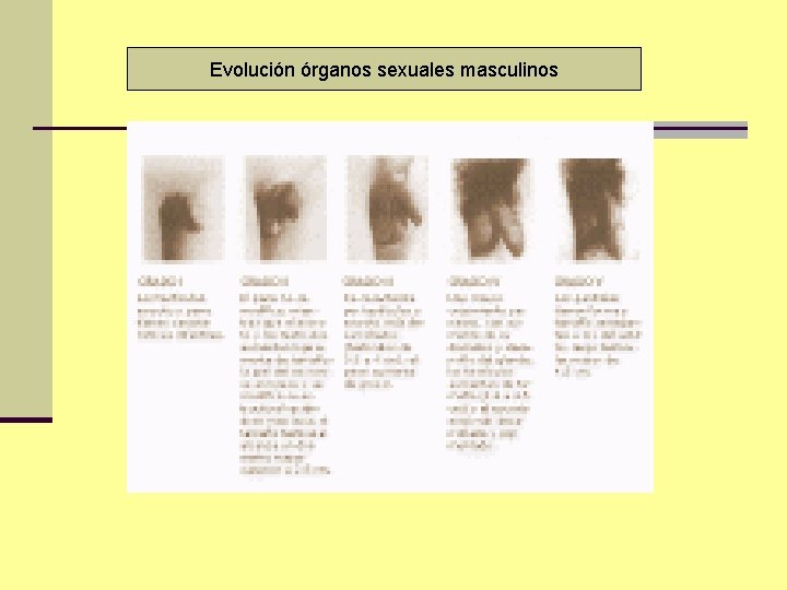 Evolución órganos sexuales masculinos 