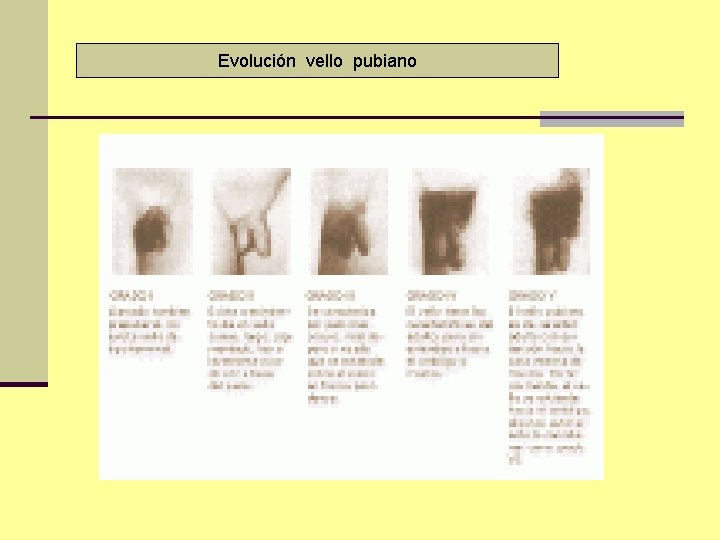 Evolución vello pubiano 