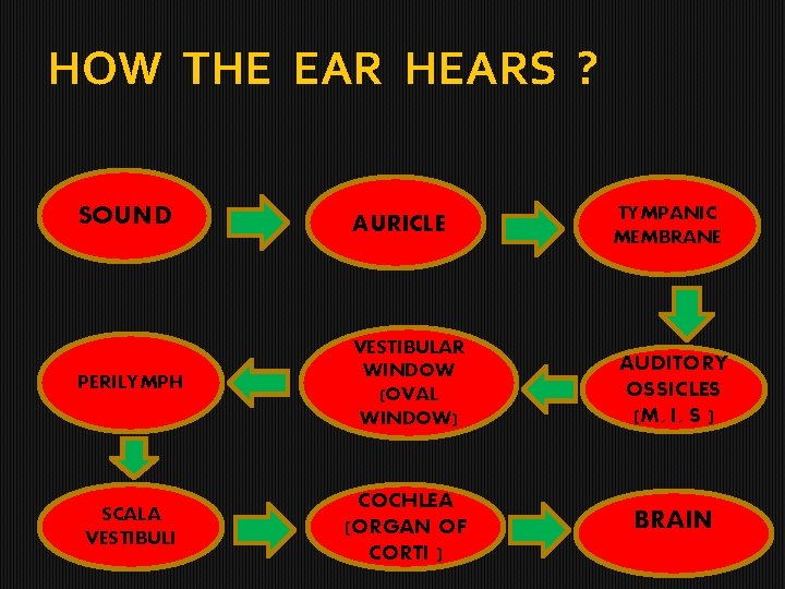 HOW THE EAR HEARS ? SOUND AURICLE PERILYMPH VESTIBULAR WINDOW (OVAL WINDOW) AUDITORY OSSICLES