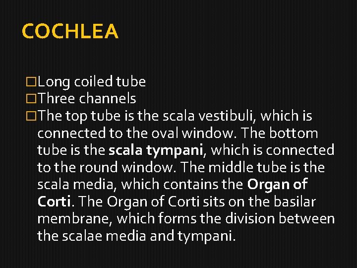 COCHLEA �Long coiled tube �Three channels �The top tube is the scala vestibuli, which