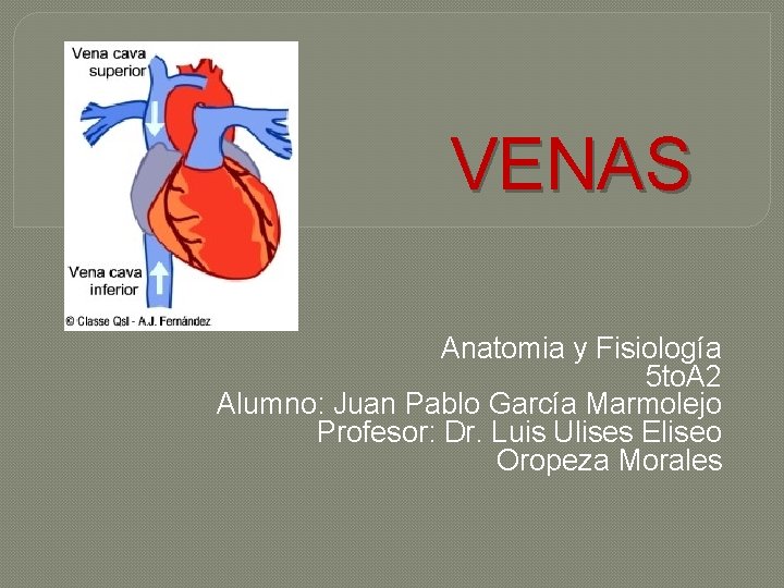 VENAS Anatomia y Fisiología 5 to. A 2 Alumno: Juan Pablo García Marmolejo Profesor: