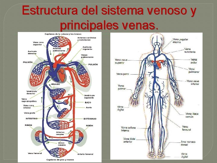 Estructura del sistema venoso y principales venas. 