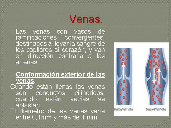 Venas. � Las venas son vasos de ramificaciones convergentes, destinados a llevar la sangre