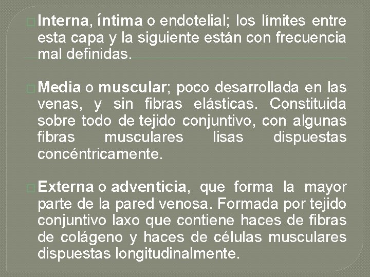 � Interna, íntima o endotelial; los límites entre esta capa y la siguiente están