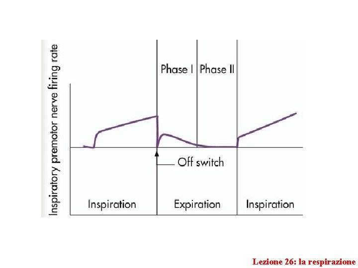 Lezione 26: la respirazione 